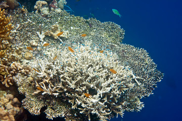 Fototapeta na wymiar Indian ocean. Underwater world