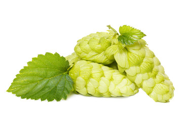 hop isolated on white