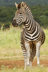 Fototapeta na wymiar Alert Zebra