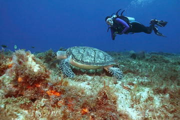 Hawksbill Turtle and Scuba Diver - Cozumel © Brian Lasenby