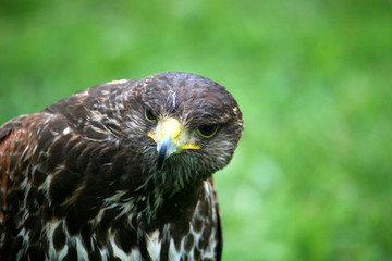 hawk