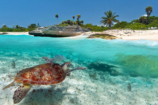 Caribbean Sea Scenery With Green Turtle In Mexico