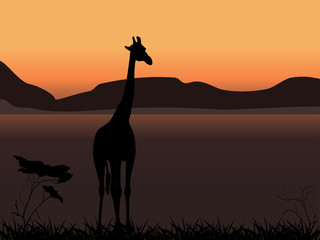 Giraffe on a background of sunset