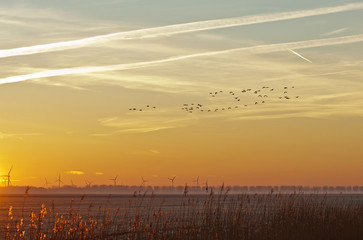 Flying birds at dawn in winter