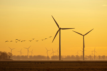 Wind energy and flying birds at sunrise © Naj