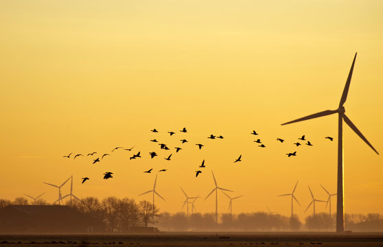 Wind energy and flying birds at sunrise