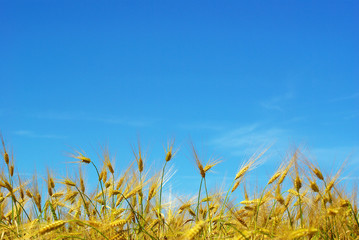 Obraz premium wheat