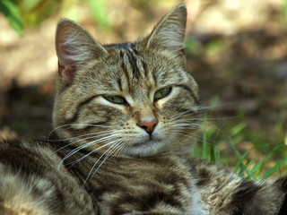 Naklejka premium Cat