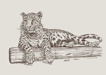 Leopard