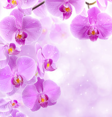 Fototapeta na wymiar Orchid kwiaty z kroplami wody