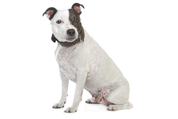 Obraz premium staffordshire terrier