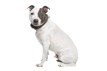 staffordshire terrier