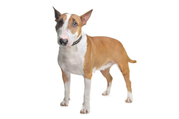 Bull Terrier