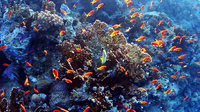 Underwater view on coral reef and fishes.