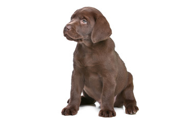 chocolate Labrador puppy