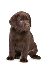 chocolate Labrador puppy