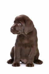 chocolate Labrador puppy