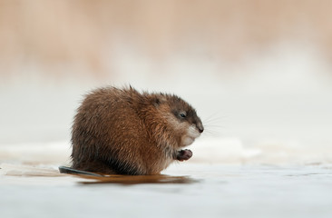 Wintering muskrat (Ondatra zibethicus)  on the edge of the ice