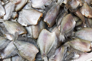 Salid Fish for sale