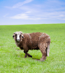 Lamb, meadow, blue sky