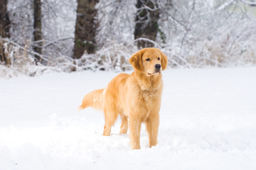 Golden Retriever