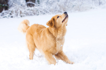 Golden Retriever Playing in the snow