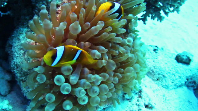 Clownfishes in the Red Sea, Egypt.