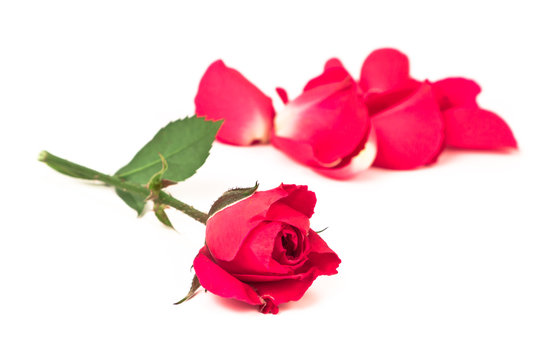 small red rose