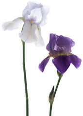Fototapeta na wymiar iris