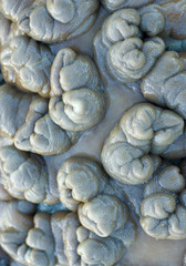 Fototapeta na wymiar leather corals background