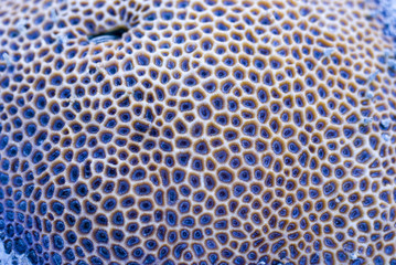 Goniastrea star corals