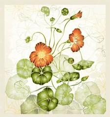 Greeting card with nasturtium