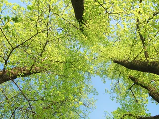 Raamstickers green trees © yanlev