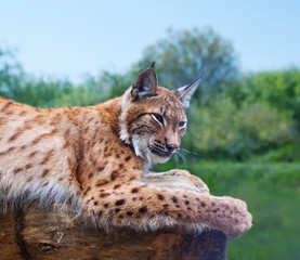 Lynx against wild nature