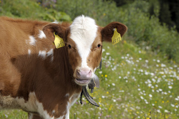 Cow with bell in Bernese Oberland, Switzerland