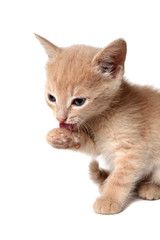 likable kitten on a white background is washed