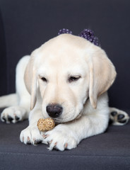 The beautiful Labrador lies on a sofa