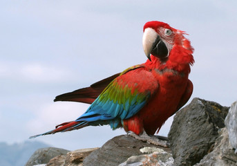 Ara chloroptère © Marie