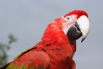 Ara chloroptère © Marie