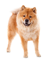 magnifique Chow Chow femelle debout