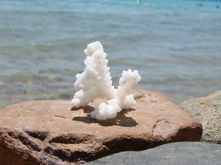 coral in Egypt