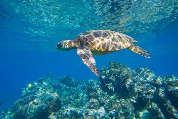 Afwasbaar Fotobehang Schildpad groene zeeschildpad die in oceaanzee zwemt