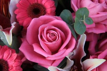 big pink rose in close up