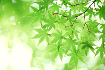 green maple leaves