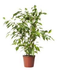 ficus
