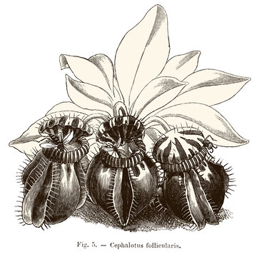 Plante carnivore : Cephalotus follicularis