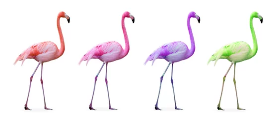 Foto auf Acrylglas Flamingo Flamingos Zusammenstellung