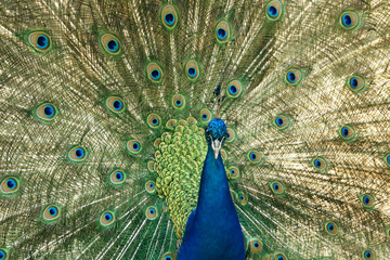 Obraz premium Peacock raise his feathers