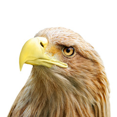 Eagle head
