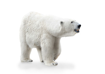 Obraz na płótnie Canvas Nied¼wied¼ polarny samica